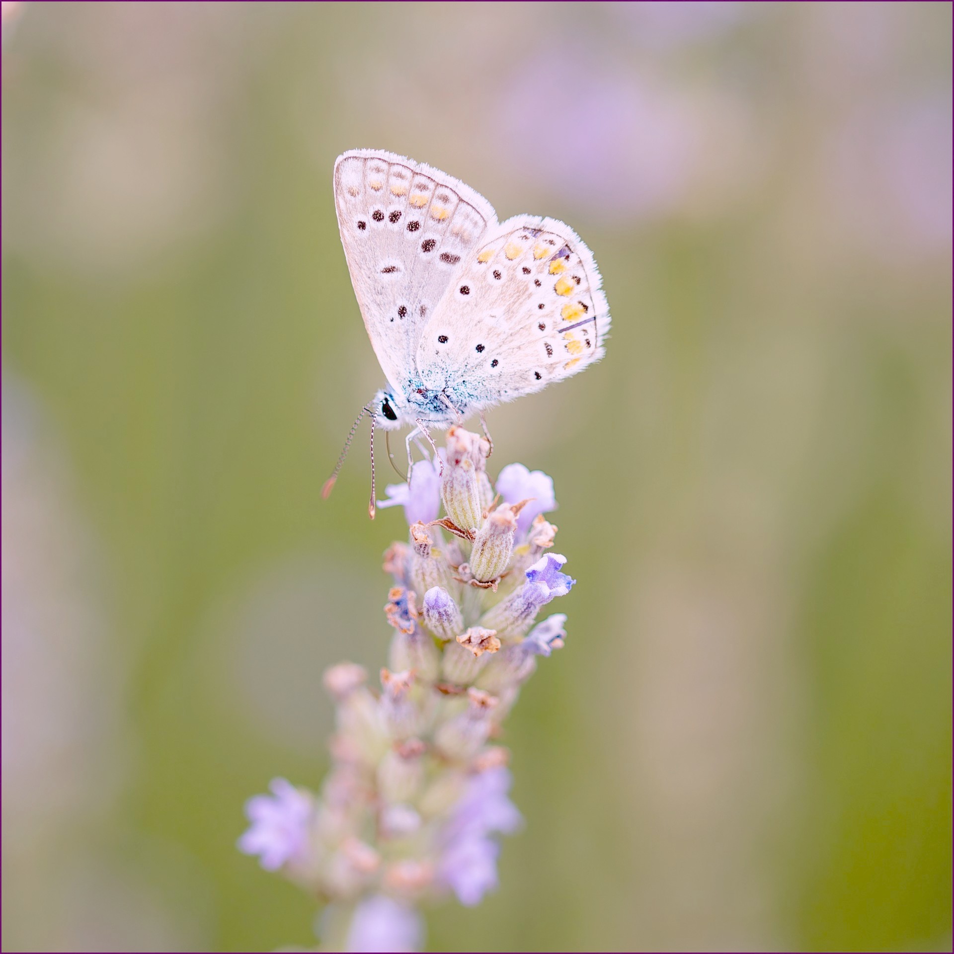 Le papillon butine DSC 0047.2